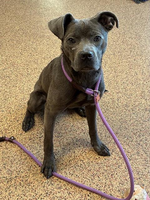 DANIELLE, an adoptable American Pit Bull Terrier in Springfield, MA