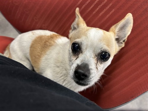 CROUTON, an adoptable Chihuahua in Springfield, MA