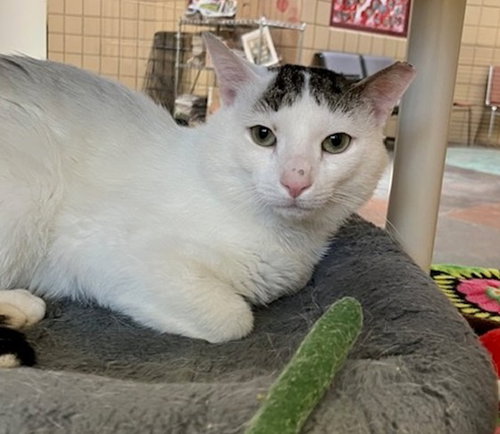 JONSIE, an adoptable Domestic Short Hair in Springfield, MA