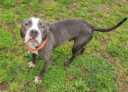 SETH, an adoptable American Pit Bull Terrier in Springfield, MA