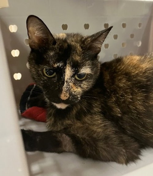 STACEY, Adult Domestic Short Hair (medium coat), cat for adoption in Waterbury, Connecticut