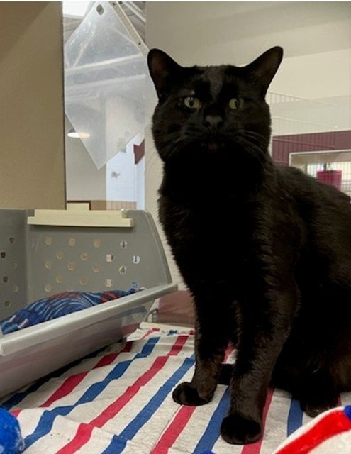 MARZIPAN, Adult Domestic Short Hair (medium coat), cat for adoption in Waterbury, Connecticut
