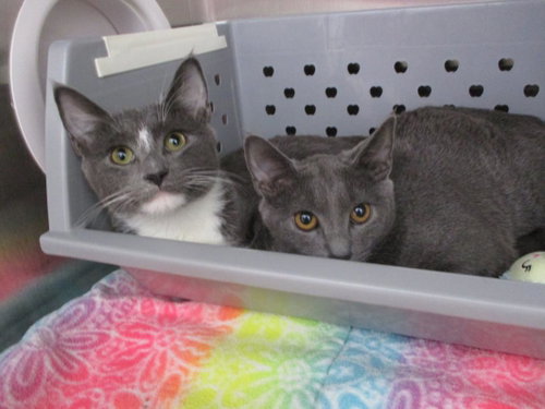 SIMBA, Adult Domestic Short Hair (medium coat), cat for adoption in Waterbury, Connecticut
