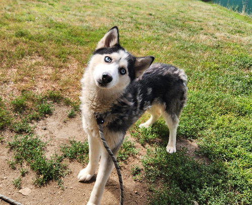 EVEREST, an adoptable Siberian Husky in Springfield, MA