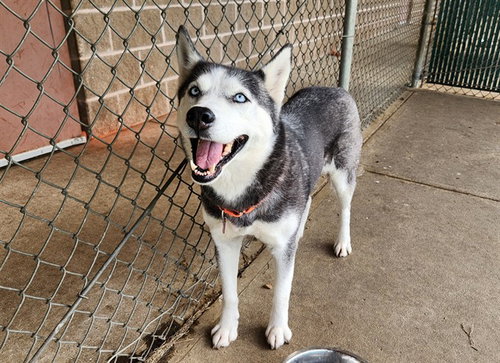 MONROE, an adoptable Siberian Husky in Springfield, MA