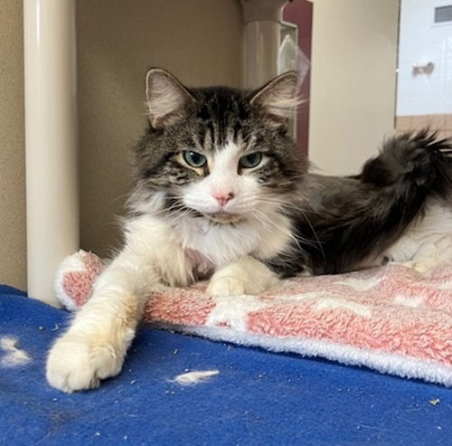 EGGO, Adult Domestic Short Hair (medium coat), cat for adoption in New Britain, Connecticut