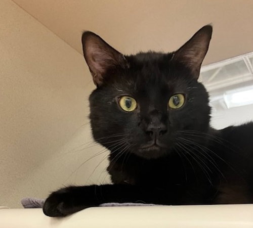 PARIS, Adult Domestic Short Hair (medium coat), cat for adoption in New Britain, Connecticut
