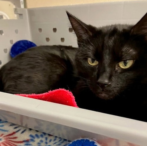 KARMA, an adoptable Domestic Short Hair in Springfield, MA