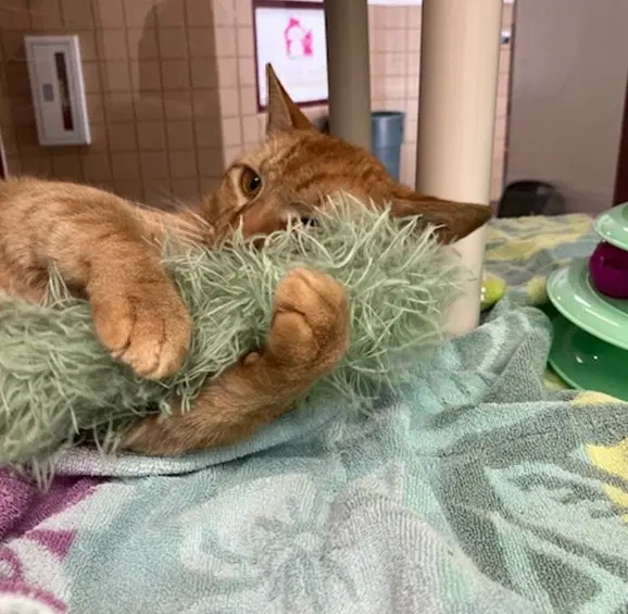 Paul - Domestic Short Hair