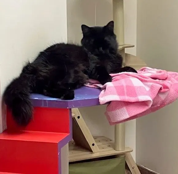Cassie - Domestic Short Hair