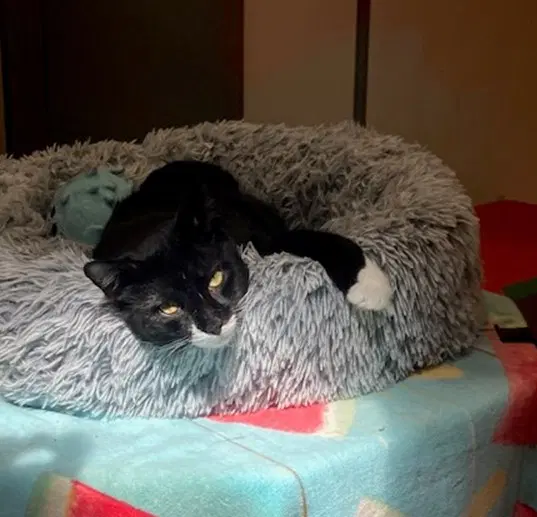 Alexander - Domestic Short Hair
