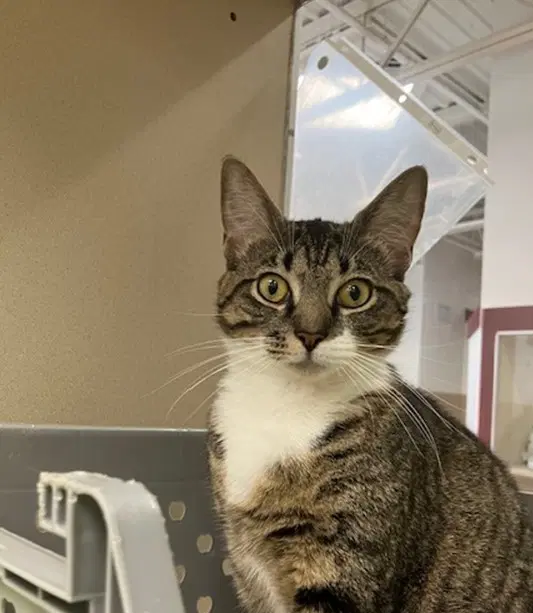 Abigail - Domestic Short Hair