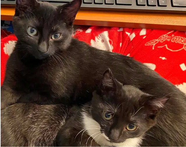 Jermaine - Domestic Short Hair