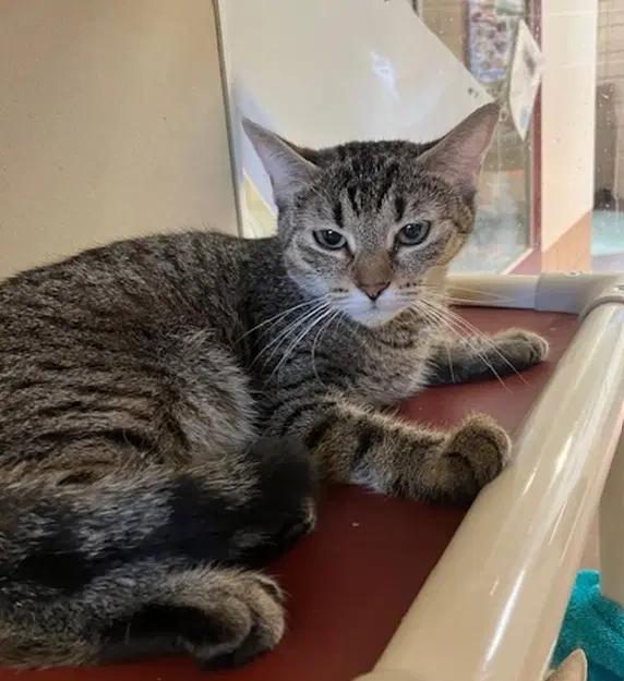 Arlie - Domestic Short Hair