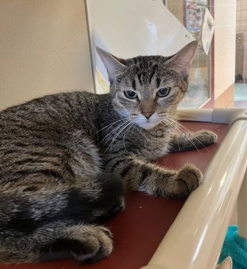picture of the cat needing adoption