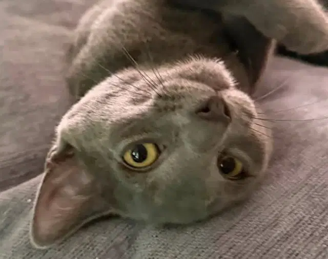 Alex - Domestic Short Hair