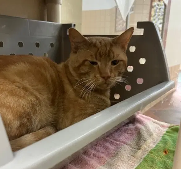 Comet - Domestic Short Hair