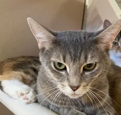 Elizabeth - Domestic Short Hair