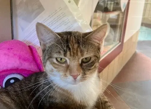 Brianna - Domestic Short Hair