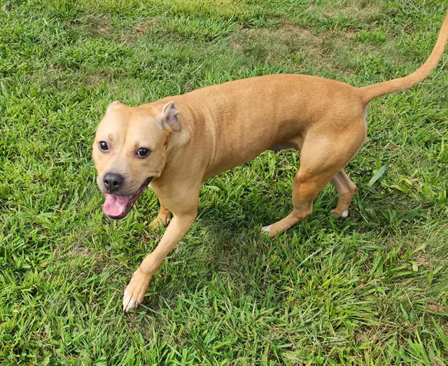 Fancy - Pit Bull Terrier