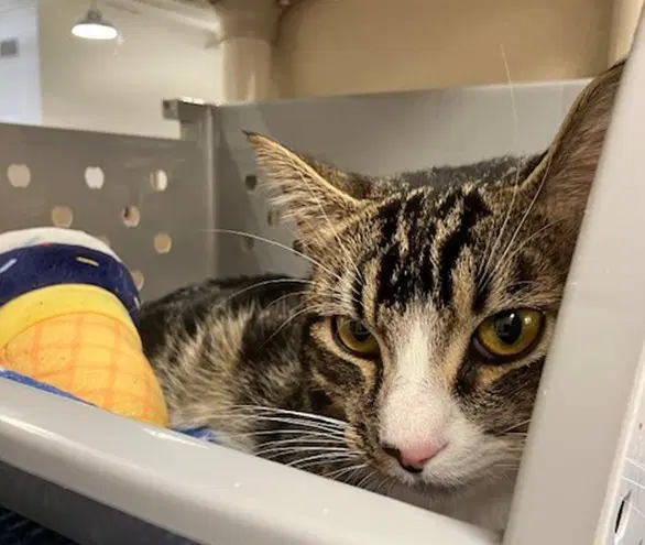 Sebastian - Domestic Short Hair