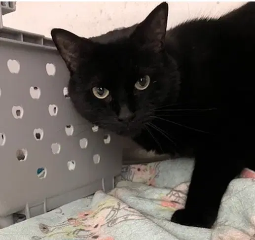 Blanket - Domestic Short Hair