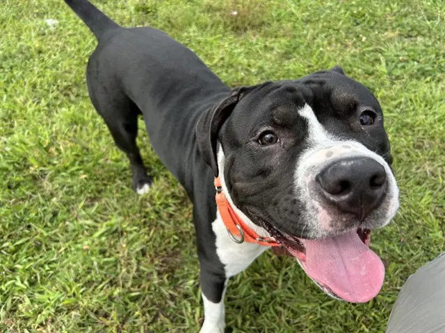 Chip - Pit Bull Terrier
