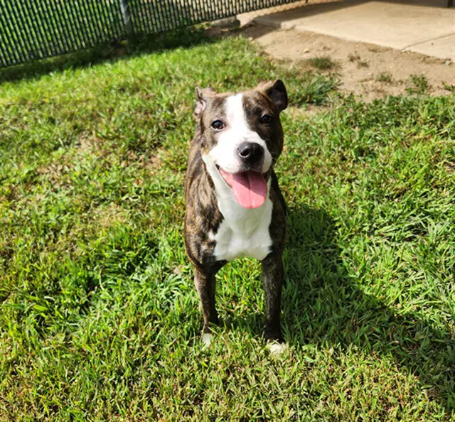 Lily - Pit Bull Terrier