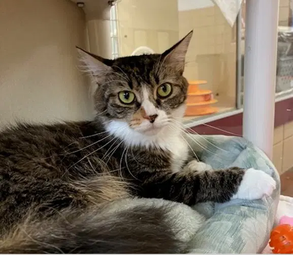Aspen - Domestic Long Hair