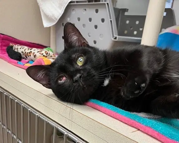 Drew - Domestic Short Hair