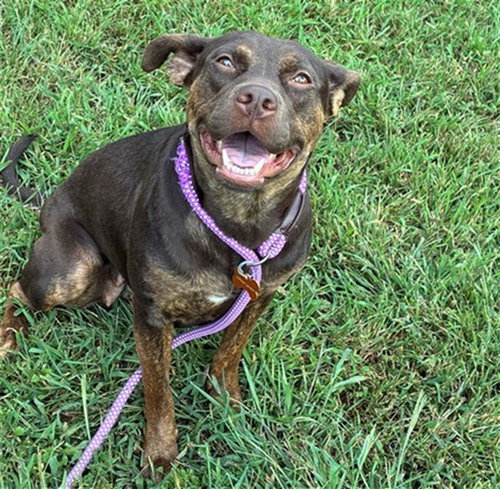 picture of the dog needing adoption
