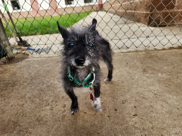 Pea - Chihuahua