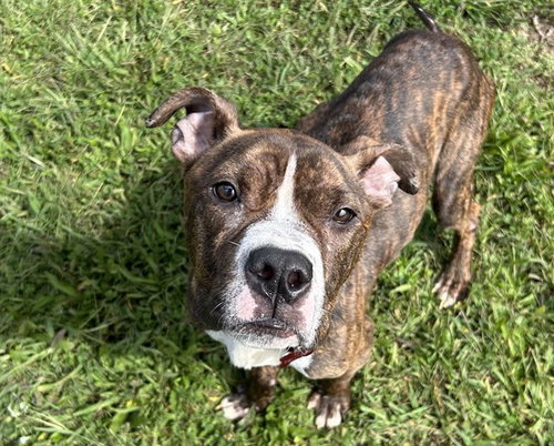 picture of the dog needing adoption