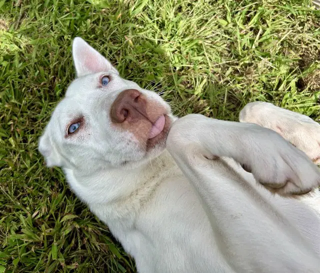 Bell - Siberian Husky