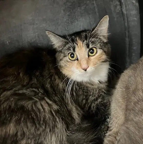 Dakota - Domestic Long Hair