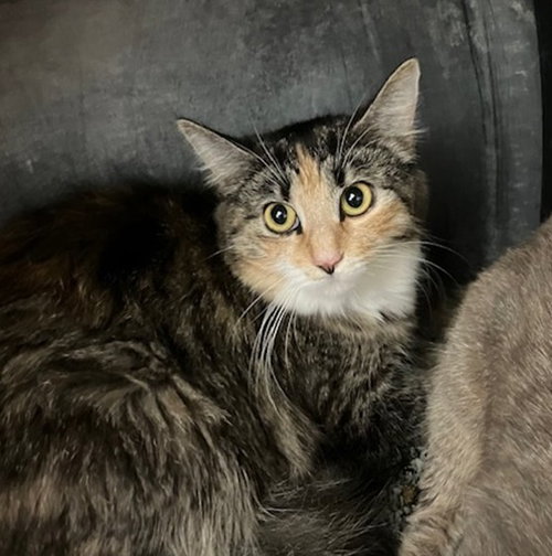 picture of the cat needing adoption