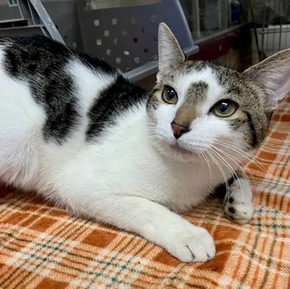 Big Lex - Domestic Short Hair