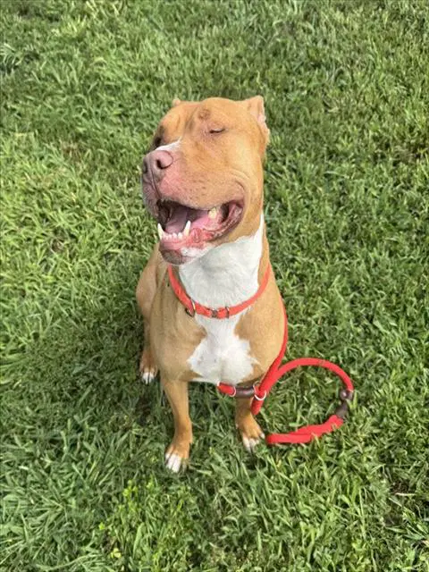 Hooch - Pit Bull Terrier