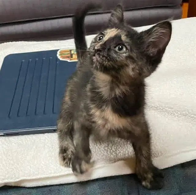 Alicia - Domestic Short Hair