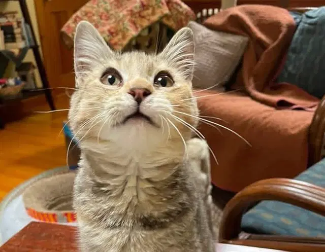 Sheila - Domestic Short Hair