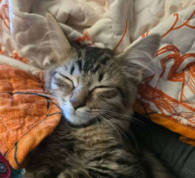 Liso - Domestic Short Hair