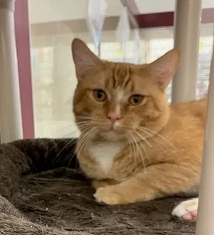 Whisker - Domestic Medium Hair