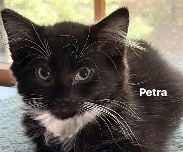Petra - Domestic Short Hair