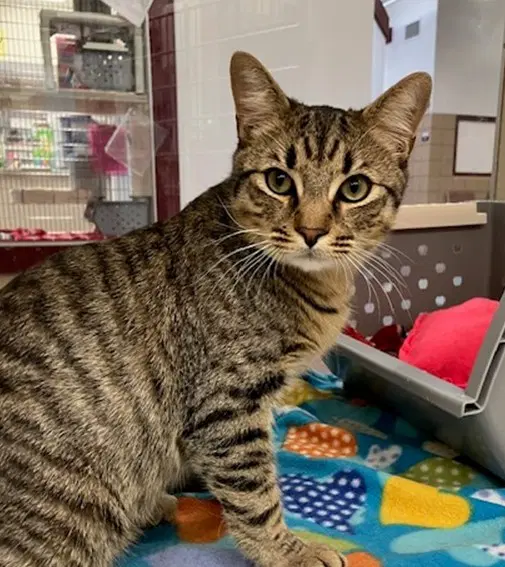 Ian - Domestic Short Hair