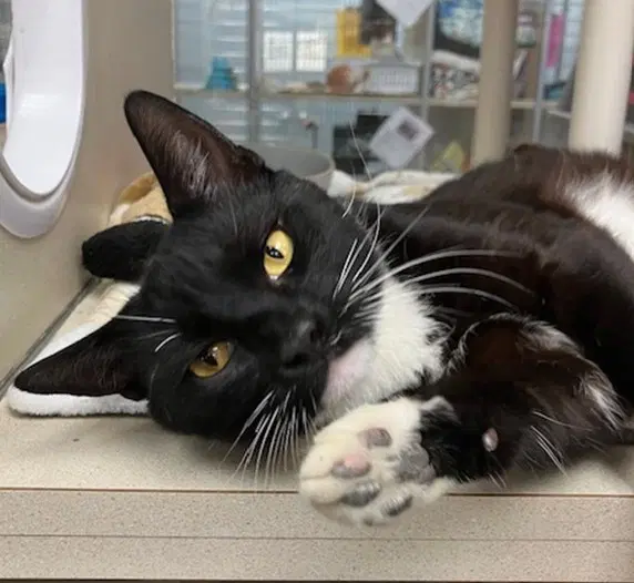 Roy - Domestic Short Hair