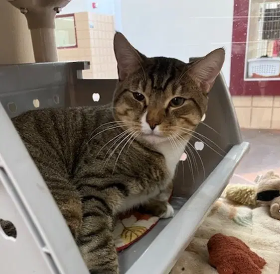 Catrick Swayze - Domestic Short Hair