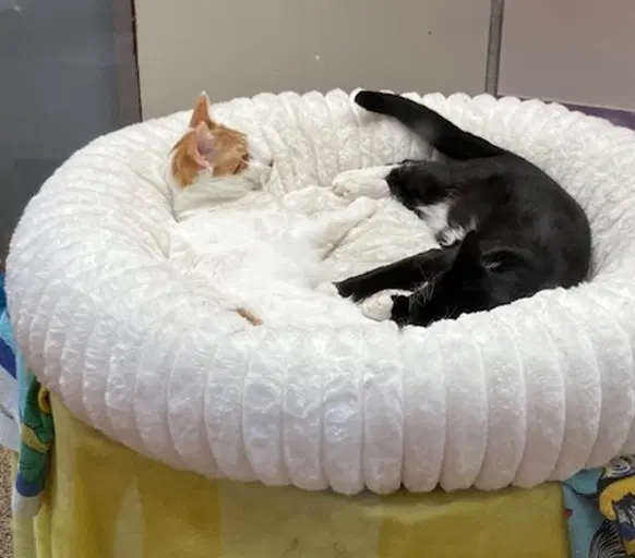 Shrike - Domestic Short Hair