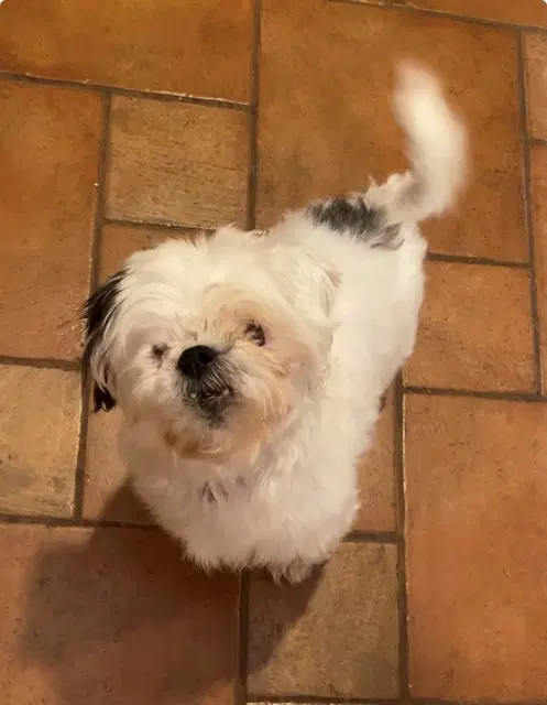 Bella - Shih Tzu