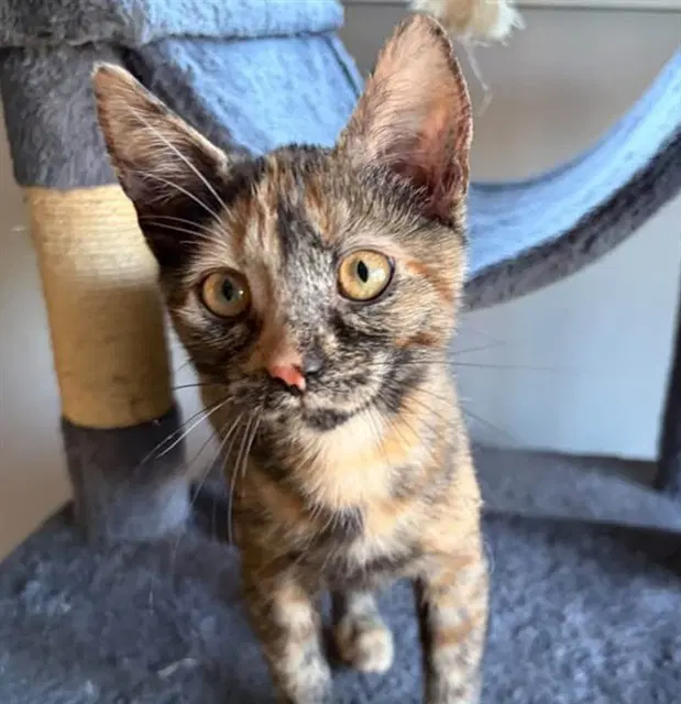 Marcie - Domestic Short Hair