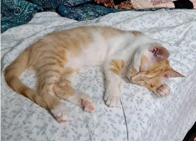 Jared - Domestic Medium Hair